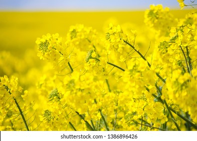 菜の花畑 の画像 写真素材 ベクター画像 Shutterstock