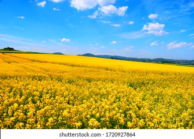 菜の花畑 の画像 写真素材 ベクター画像 Shutterstock