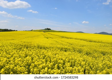 yellow blooming fields in Eifel landscape 