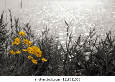 Yellow Blooming Flowers In Grass Over The Lake. Conceptual Image For Hope, Never Give Up, Motivation Etc.