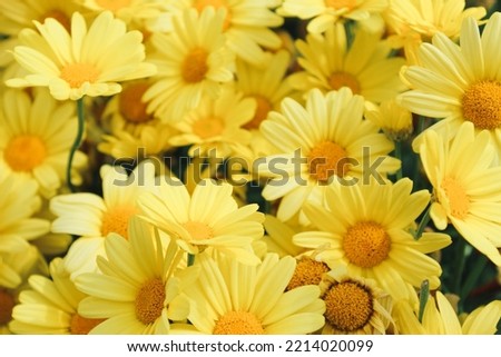 Yellow blooming flowers of Rudbeckia plants in garden. Creative spring concept. Yellow background. Closeup composition.