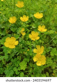 yellow blooming Ranunculus acris on a summer day in a meadow . Wild flowers. floral wallpaper.