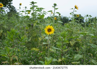 A Yellow Blooming Sunflower In A Field With Nectar Source Plants