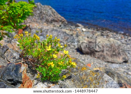 Yellow Blooms of Shrubby Cinquefoil on the Shores of Gander Lake, Newfoundland & Labrador, Canada