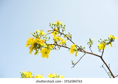 Yellow Blossom Flower Branch, Lunar New Years Vietnam , Hoa Mai For Spring Times