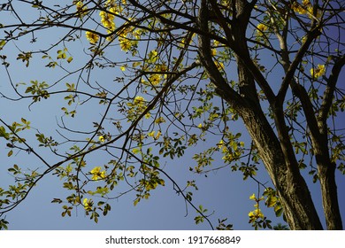Yellow blossom of Golden Trumpet Tree.  Beauty of nature. - Shutterstock ID 1917668849