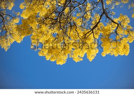 Yellow blossom tree on blue sky background. Spring blossom, branch of a blossoming tree.