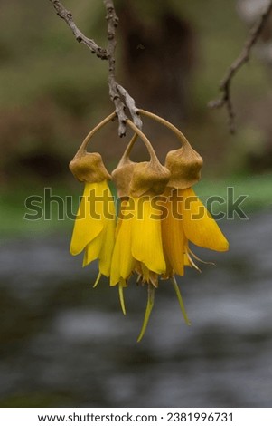 Yellow blossom of the Kōwhai tree (Sophora microphylla) growing on the banks of a spring creek in the North Island, New Zealand.