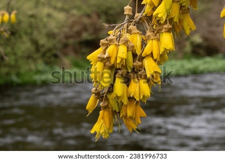 Yellow blossom of the Kōwhai tree (Sophora microphylla) growing on the banks of a spring creek in the North Island, New Zealand.