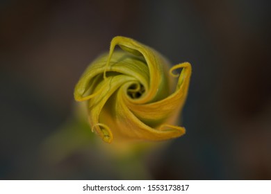 Yellow Blossom Unfolding In Sedona, Found This Flower Beginning To Open While Hiking In Arizona On Our Road Trip In Early Spring This Year
