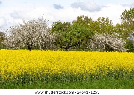 Similar – Image, Stock Photo Rape field with trees and blue sky near Parkentin
