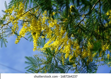 Yellow Blossoms Of Cootamundra Wattle (Acacia Baileyana)