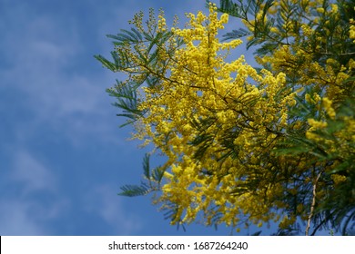 Yellow Blossoms Of Cootamundra Wattle (Acacia Baileyana)