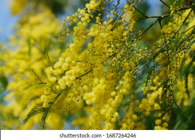 Yellow Blossoms Of Cootamundra Wattle (Acacia Baileyana)