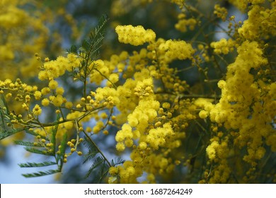 Yellow Blossoms Of Cootamundra Wattle (Acacia Baileyana)