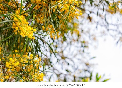 yellow blossoms on a plant framing white sky  - Shutterstock ID 2256182217