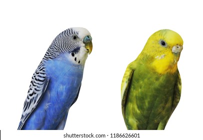 Yellow Blue Budgerigar Isolated On White Stock Photo 1186626601 ...