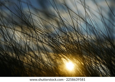 Similar – Foto Bild Weststrand Umwelt Natur