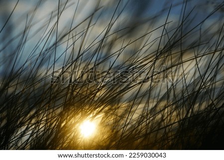 Foto Bild Weststrand Umwelt Natur