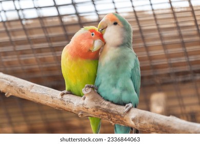 Yellow and blue lovebird parrots sitting together on a tree branch, cuddling. High resolution photo. - Powered by Shutterstock