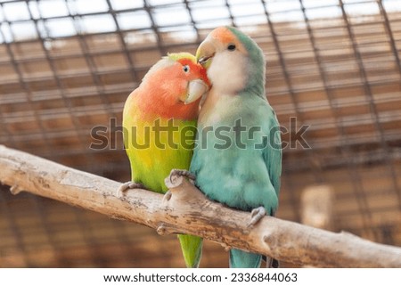 Yellow and blue lovebird parrots sitting together on a tree branch, cuddling. High resolution photo.