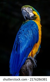 Yellow And Blue Macaw Parrot In Brazil