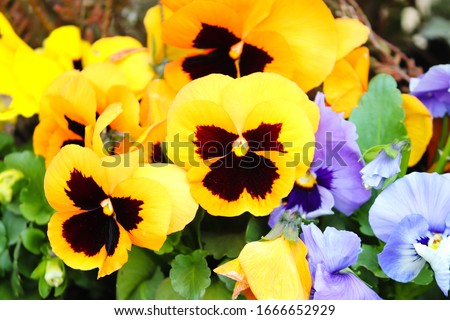 yellow and blue pansies in spring