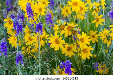 Yellow and blue wildflowers in full bloom in the mountains. - Powered by Shutterstock