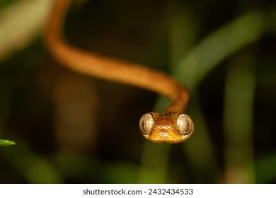 Yellow Blunt-headed Tree Snake. Night encounter in Ecuador, Amazonian basin