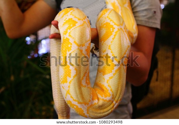 yellow-boa-constrictor-snake-hand-600w-1080293498.jpg