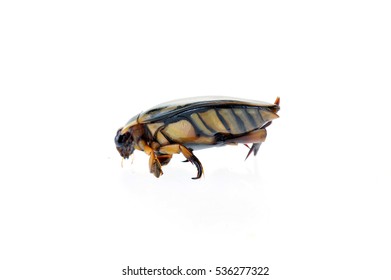 Yellow Border On A White Background Screen, A Water Beetles 