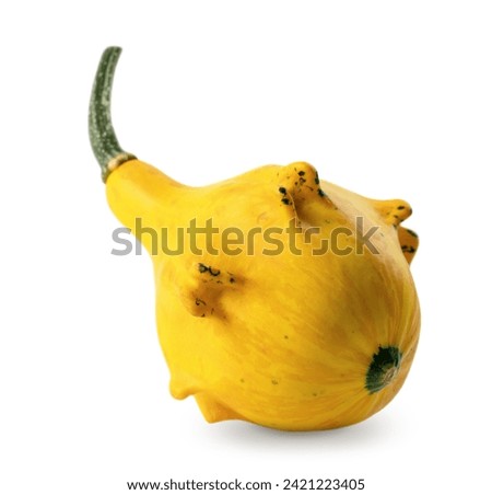 Yellow bottle gourd isolated on white background with soft shadow. Ornamental cucurbit with unusual shape.