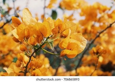 Yellow bougainvillea is blooming in spring