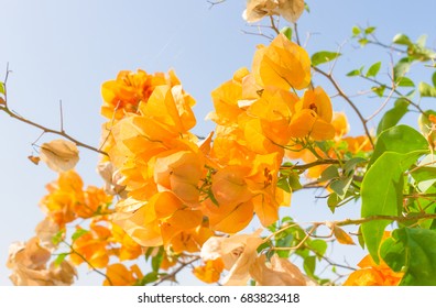 Yellow Bougainvillea flower on blue sky background. Orange yellow Bougainvillea. Beautiful Bougainvillea flower. Bougainvillea for design.