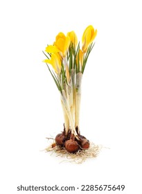 Yellow bouquet of crocuses with root isolated on white background.