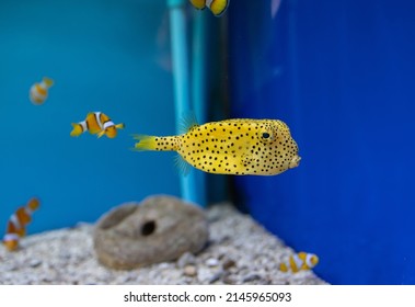 Yellow Box Puffer Fish Black Polka Stock Photo 2145965093 