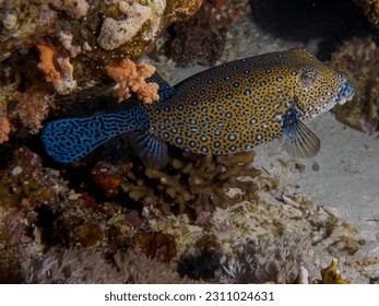 A Yellow Boxfish (Ostracion cubicus) in the Red Sea, Egypt - Shutterstock ID 2311024631