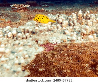 A Yellow Boxfish swimming on a wreck Boracay Island Philippines - Powered by Shutterstock