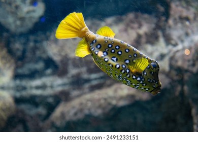 Yellow boxfish swimming in the turquoise waters of the Canary Islands - Powered by Shutterstock