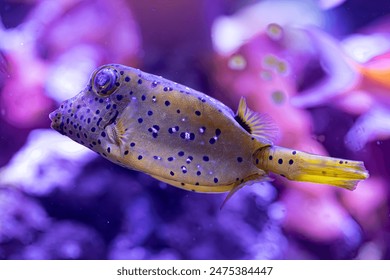  The yellow boxfish swims peacefully in its natural habitat, its vibrant yellow body contrasting against the blue ocean backdrop. - Powered by Shutterstock