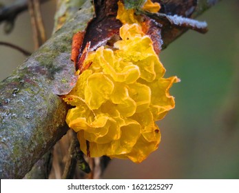 tremella mesenterica