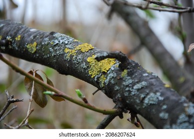 Yellow Bran On A Grey Branch In Spring In Hungary