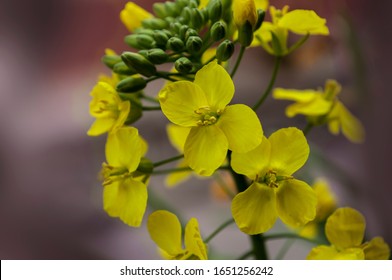 132 Rutabaga flower Images, Stock Photos & Vectors | Shutterstock