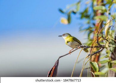 Yellow Breasted Apalis Male Standing In Shrub In Kruger National Park, South Africa; Specie Apalis Flavida Family Of Cisticolidae