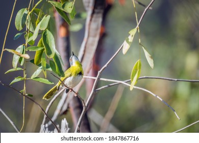 Yellow Breasted Apalis Male Standing In Shrub In Kruger National Park, South Africa; Specie Apalis Flavida Family Of Cisticolidae