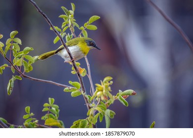 Yellow Breasted Apalis Standing In Shrub In Kruger National Park, South Africa; Specie Apalis Flavida Family Of Cisticolidae