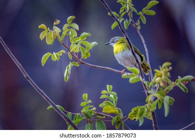 Yellow Breasted Apalis Standing In Shrub In Kruger National Park, South Africa; Specie Apalis Flavida Family Of Cisticolidae