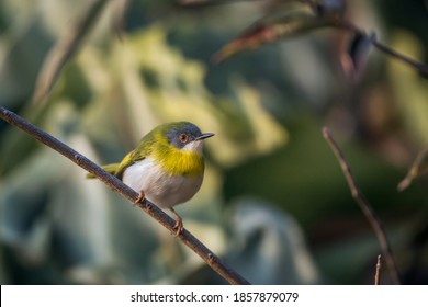 Yellow Breasted Apalis Standing In Shrub In Kruger National Park, South Africa; Specie Apalis Flavida Family Of Cisticolidae