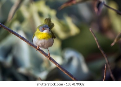 Yellow Breasted Apalis Standing In Shrub In Kruger National Park, South Africa; Specie Apalis Flavida Family Of Cisticolidae