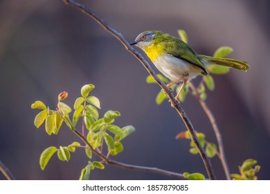 Yellow Breasted Apalis Standing In Shrub In Kruger National Park, South Africa; Specie Apalis Flavida Family Of Cisticolidae